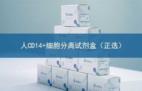 人CD14+细胞分离试剂盒（正选）