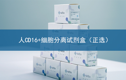 人CD16+细胞分离试剂盒（正选）