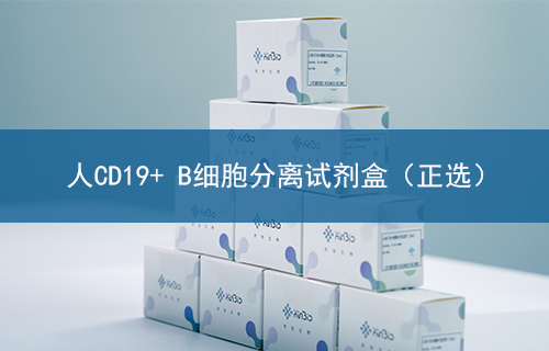 人CD19+ B细胞分离试剂盒（正选）