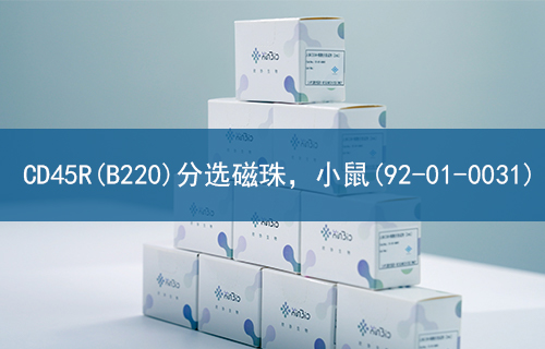 CD45R(B220)分选磁珠，小鼠(92-01-0031)