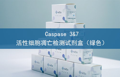 Caspase 3&7活性细胞凋亡检测试剂盒（绿色）